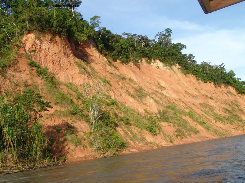 Bolivia. Pq. Nac. Madidi. Rio Tuichi. 29 Nov 04. 003.jpg