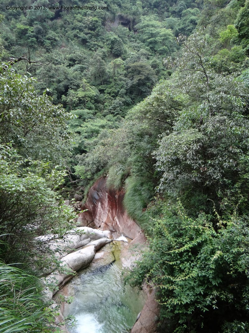 China. Anhui Prov. San Qing Shan. 4 Jun 2012. DSC01825 (98).JPG