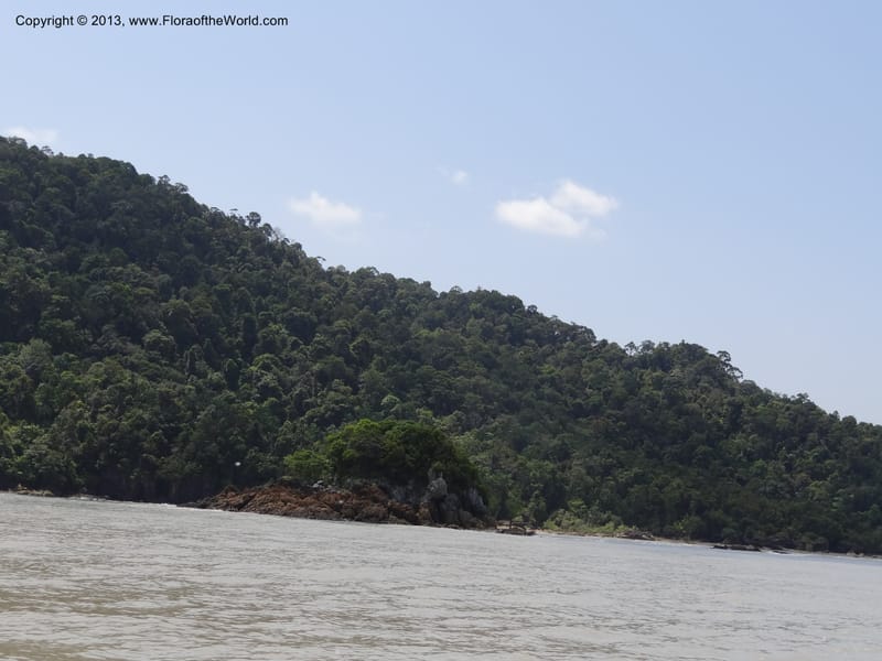 Malaysia, Sarawak. Bako Nat. Park. 29 Mar 2012.  DSC06061 (1).JPG
