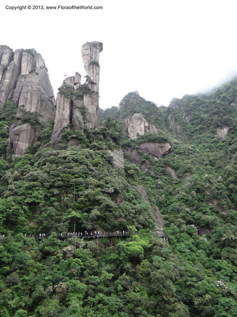 China. Anhui Prov. San Qing Shan. 4 Jun 2012. DSC01825 (32).JPG