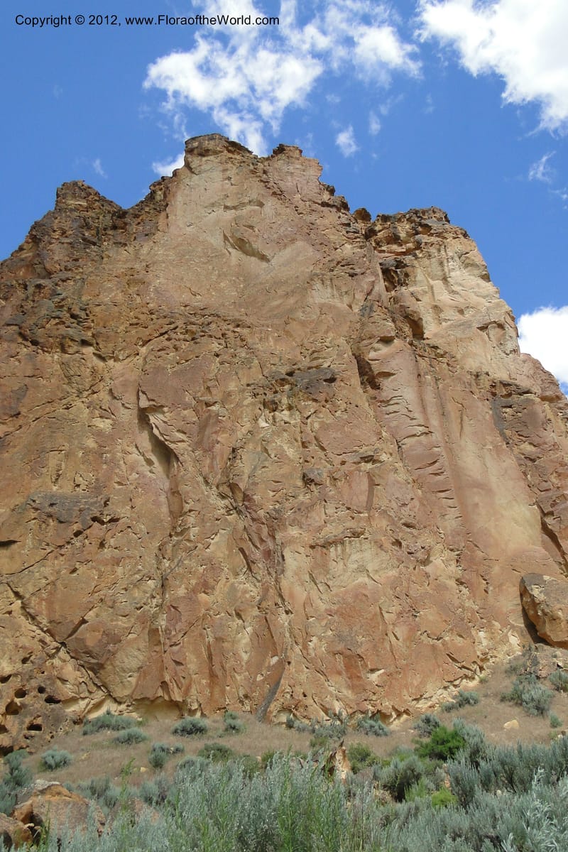 Oregon. Malheur Co. Leslie Gulch. 30 June 2011. 293.jpg