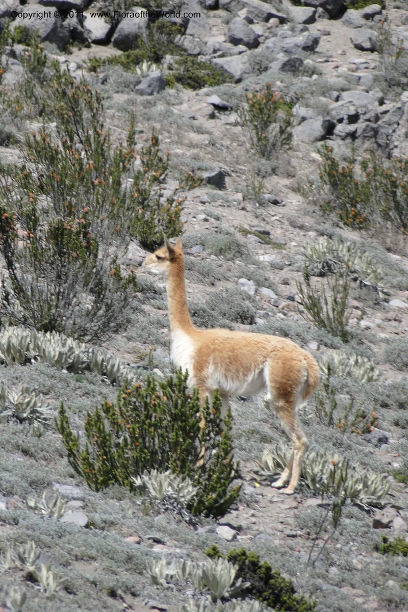 Vicuna--Ecuador. Chimborazo. El Primer Refugio. 5 Jun 2011. 164 (4).jpg