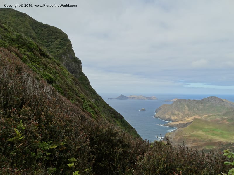 Chile. Juan Fernandez. Mirador Selkirk. 19 Nov 2014. DSC05600 (62).JPG