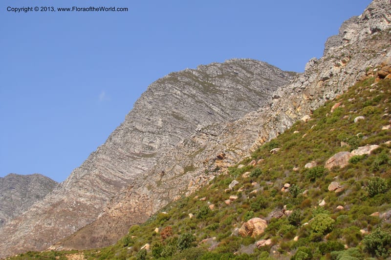 South Africa. Cape Prov. Kogelberg Nat. Res. 21 Jan 09. 209.jpg