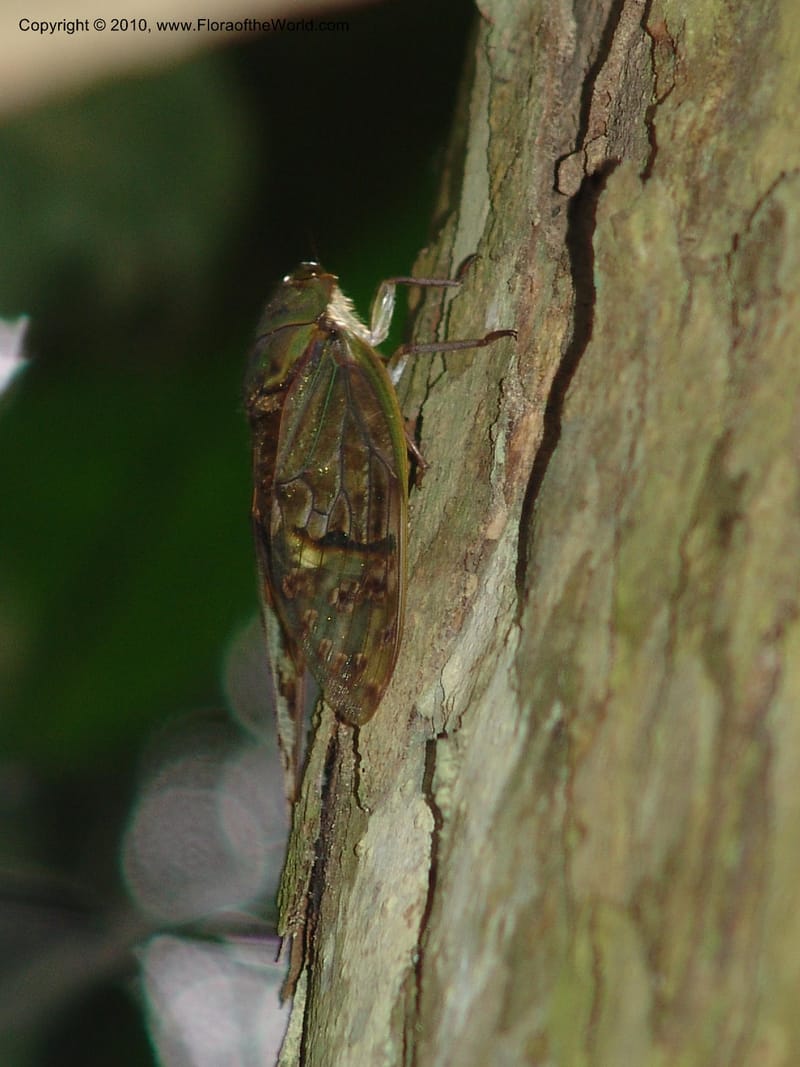 Cicada--Gabon. Prov. Ogooue-Ivindo. Res. Lope. Fougere Brulee. 19 Apr 06. 102.jpg