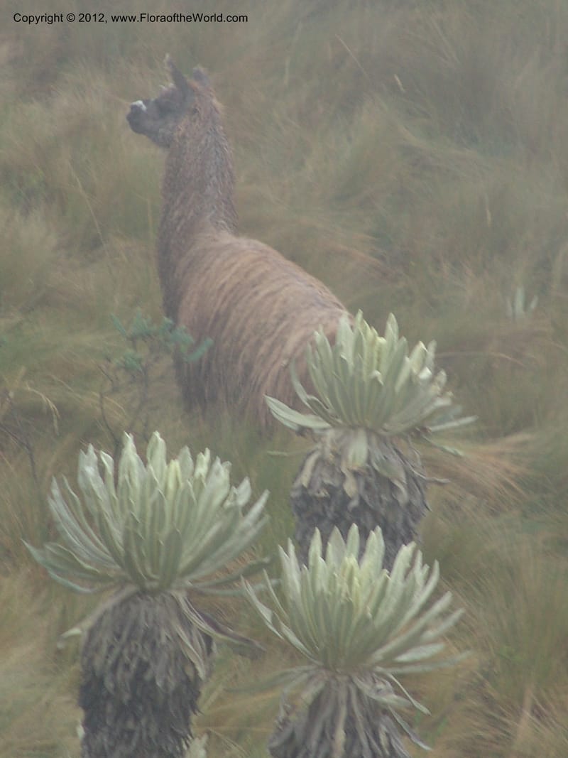 Ecuador. Prov. Carchi. Rd El Chical to Tulcan. Paramo El Angel. 19 Feb 05. 025.jpg