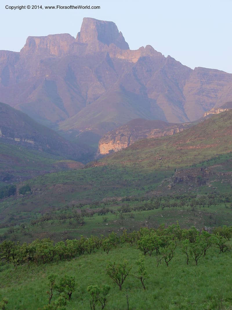 South Africa. Drakensberg Mts. Giants Castle. 4 Oct 2003. 001 (14).jpg