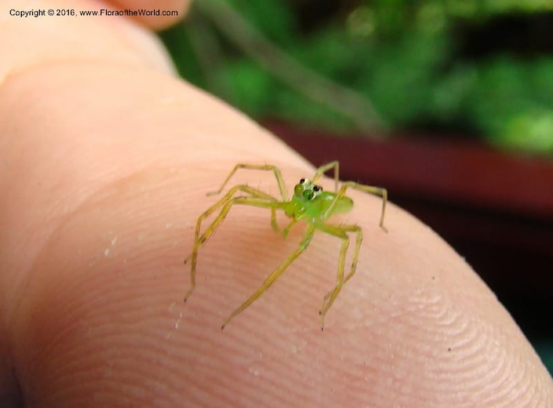 Tiny, green spider--Peru. Loreto. Dist. Nauta. Pacaya Samiria. Qbd Pucate. 4 Nov 08. 544.jpg