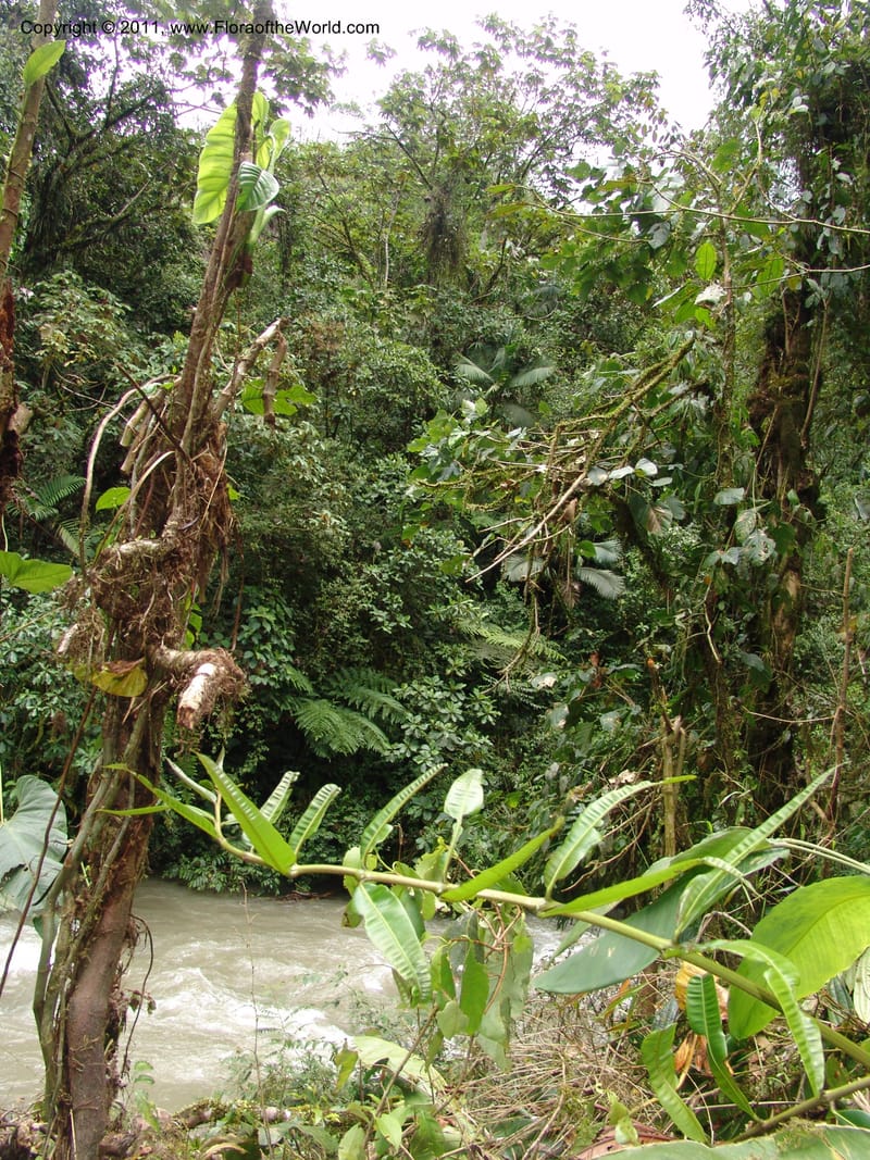 Ecuador. Maquipucuna Biol. Res. Send. del Rio. 13 Mar 06. 373.jpg