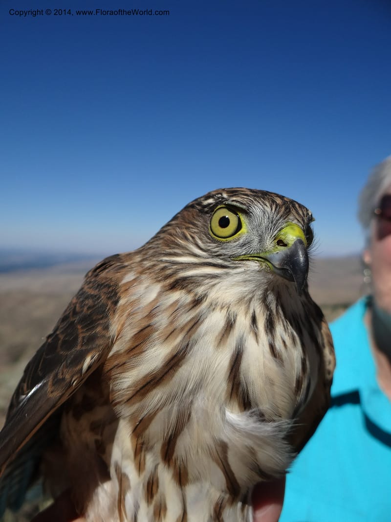 ID. Ada County. Idaho Bird Observ. Lucky Peak. 16 Sep 2013. (63).JPG