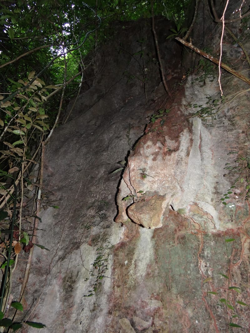 Thailand. Surat Thani Prov. Khlong Phanom Nat. Park. 15 Nov 2012. DSC09389 (48).JPG