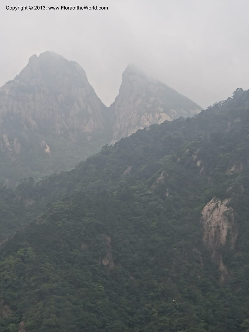 China. Anhui Prov. Huang Shan. 8 Jun 2012. DSC02431 (180).JPG