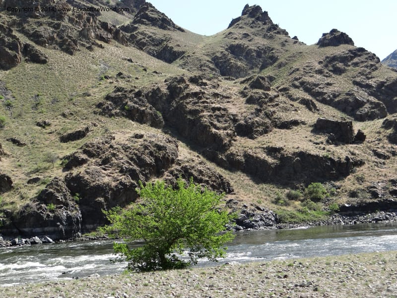 Oregon. Wallowa Co. Imnaha River. 7 May 2013. DSC03887 (64).JPG