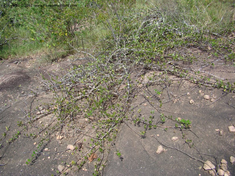 MX. Chiapas. Jiquipilas. Cerro el Campanario. 14 Sep 08. 179.jpg