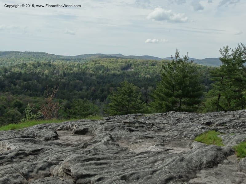 North Carolina. Macon Co. Sunset Rock. 12 May 2015. DSC04371 (147).JPG