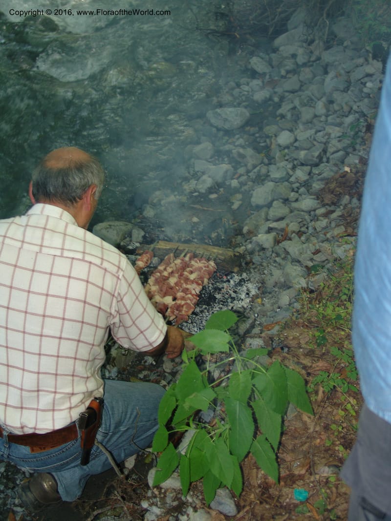 Georgia. Lagodekhi  Forest Reserve. 11 Jun 05. 245.jpg