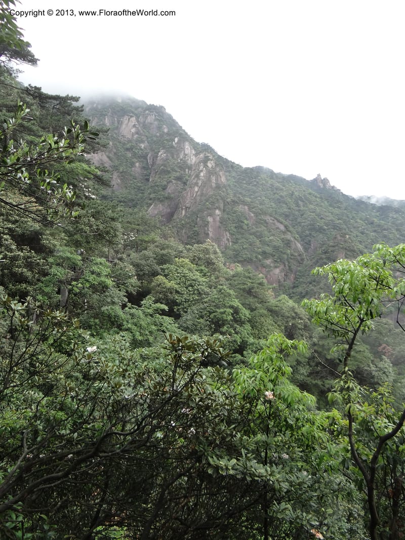 China. Anhui Prov. San Qing Shan. 4 Jun 2012. DSC01825 (5).JPG