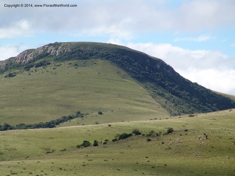 So.Africa. E. Cape. Moonstone Farm, Quanti Area, Stut. 8 Mch 05. 101 (21).jpg