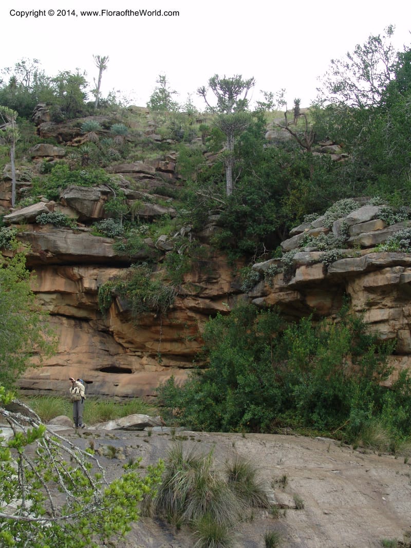 So.Africa. E. Cape. Moonstone Farm, Quanti Area, Stut. 8 Mch 05. 101 (52).jpg