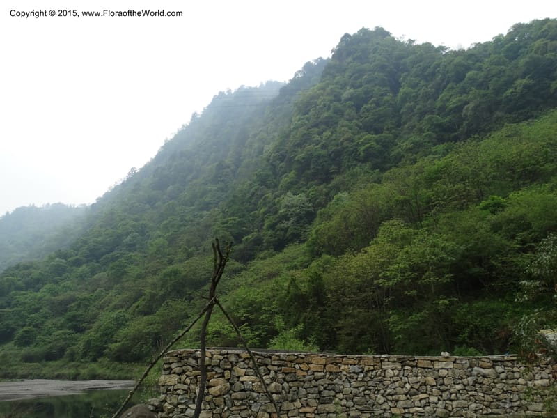 China. Sichuan. LuJing Valley. XiHe Stream. 13 May 2014. DSC06236 (47).JPG
