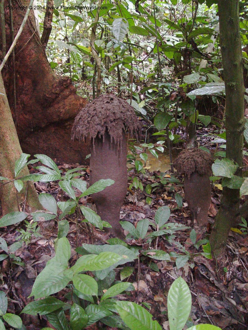 Cameroon. Bimbia Mangrove Nat. Trail. 8 Dec 03. 035.jpg