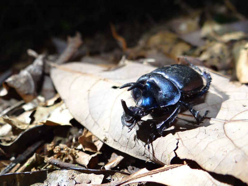 Thailand. Chiang Mai Prov. Doi Inthanon Nat. Park. 8 Nov 2012. DSC07747 (22).JPG