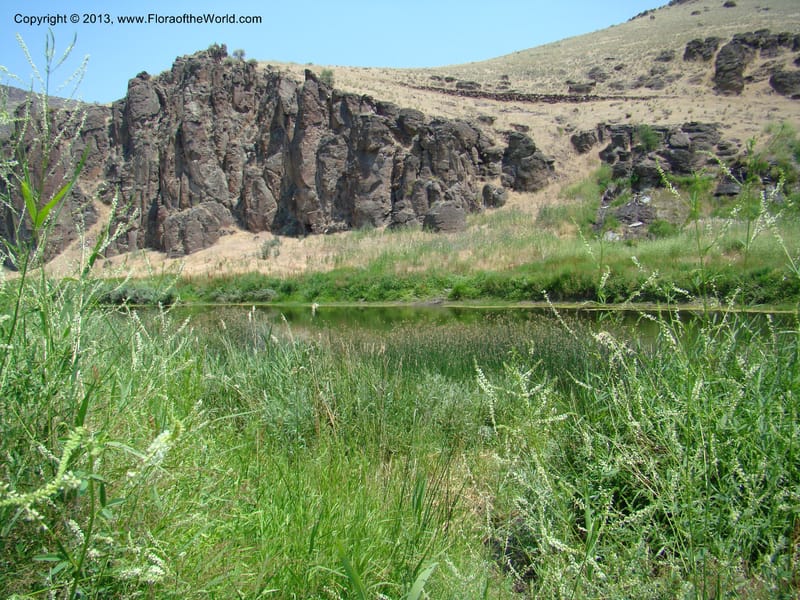 OR. Malheur Co. Owyhee Riv. near Three Forks. 16 Jul 08. 045.jpg