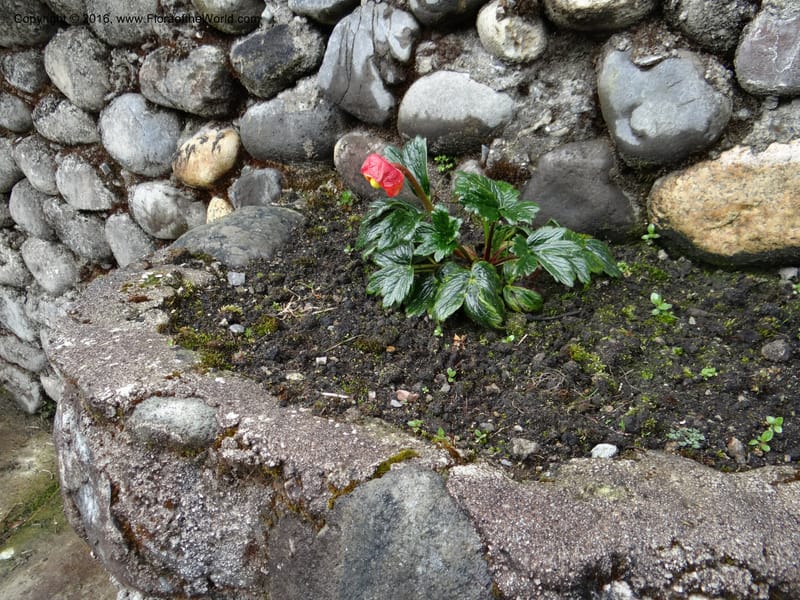 Ecuador. Carchi. Paramo El Angel. 5 Oct 22012. DSC06999 (62).JPG