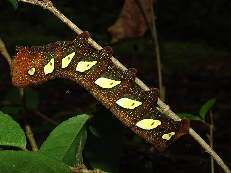 Caterpillar--Ecuador. Edo. Guaya. Manglares Churute Ecol. Res. 21 Mar 06. 230.jpg