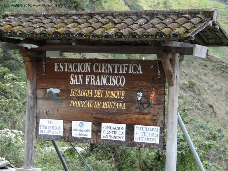 Ecuador. Zamora-Chinchipe. San francisco habitat. DSC05230 (8).JPG