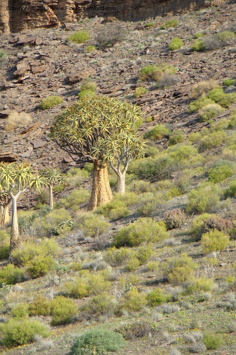 South Africa. Northern Cape. Toward Gannabos. 25 Aug 09. 006.jpg