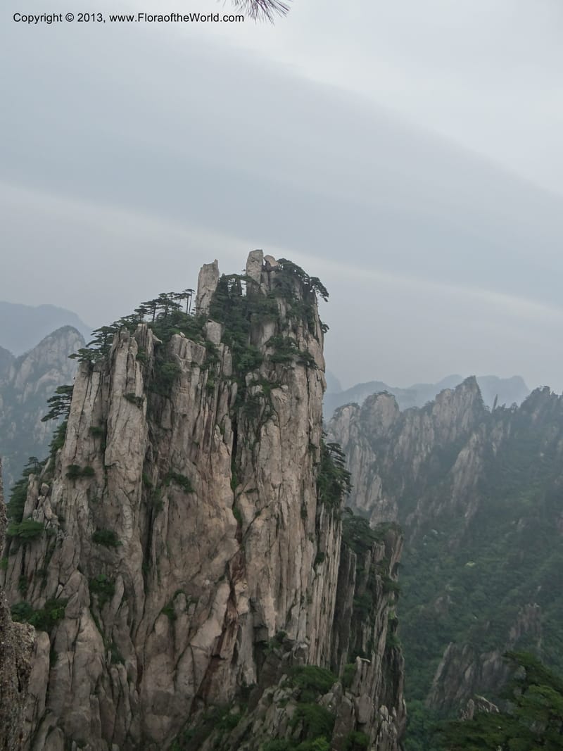 China. Anhui Prov. Huang Shan. 8 Jun 2012. DSC02431 (215).JPG