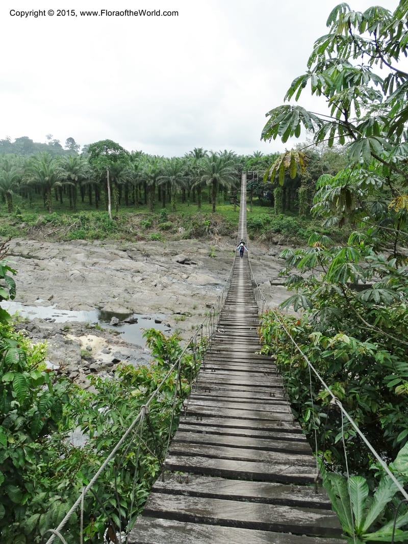 Cameroon. Korup Nat. Park. 22 Mar 2014. DSC03203 (15).JPG