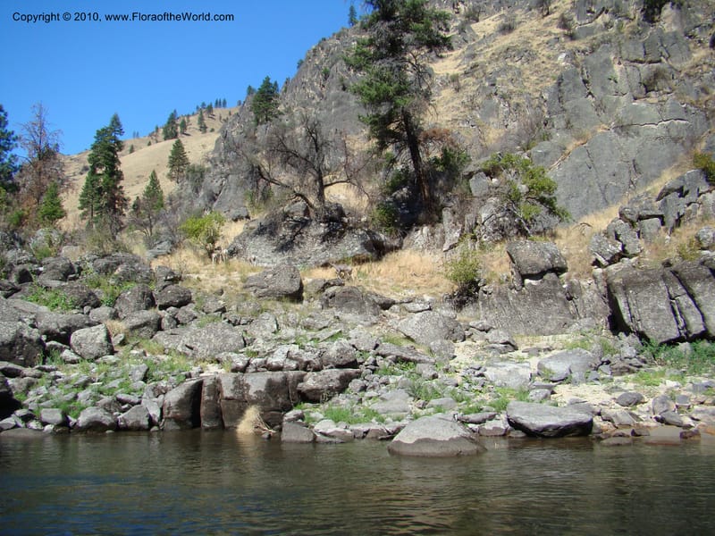 ID. Idaho Co. Main Salmon River. 26 Aug 08. 069.jpg
