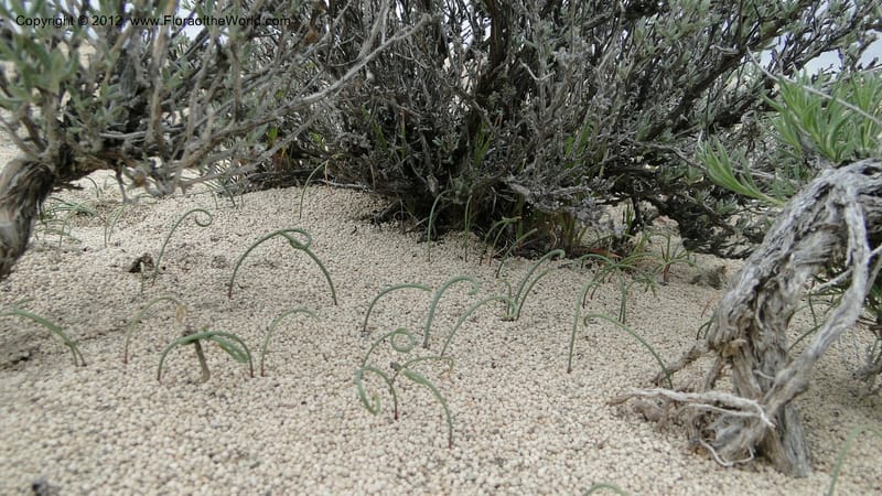 Idaho. 22 April 2010 115.jpg