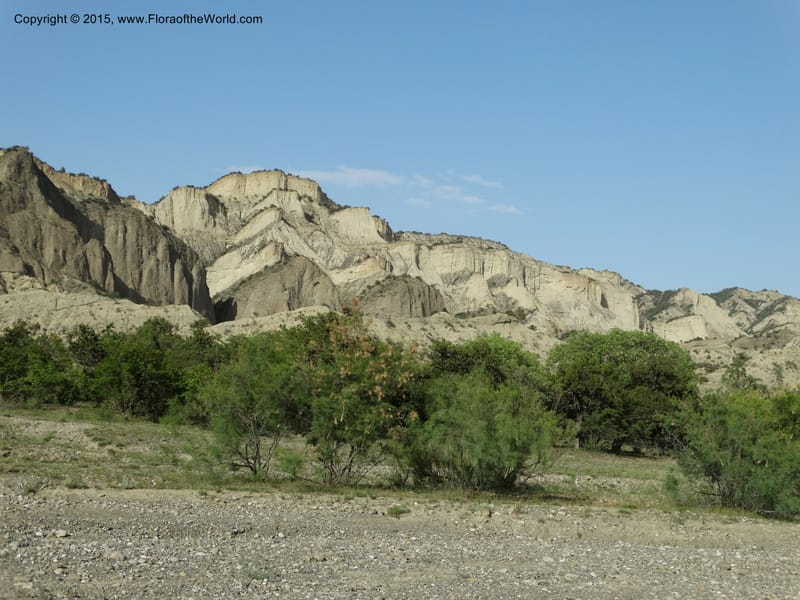 Georgia (Caucasus. Kakheti Region. (Kiziki). Toward Vashlovani. 6 Jun 2014. DSC07328 (445).JPG