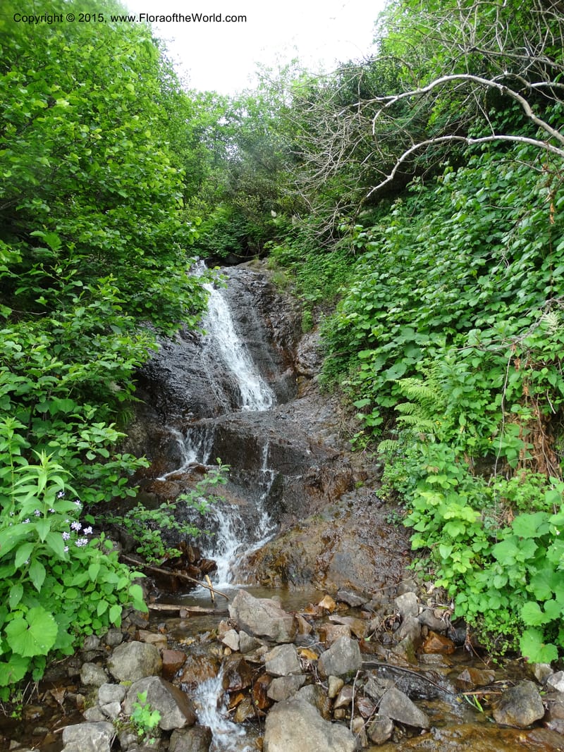 Georgia (Caucasus). Koslitavi, branch of Merisi Gorge. 11 Jun 2014. DSC08456 (626).JPG