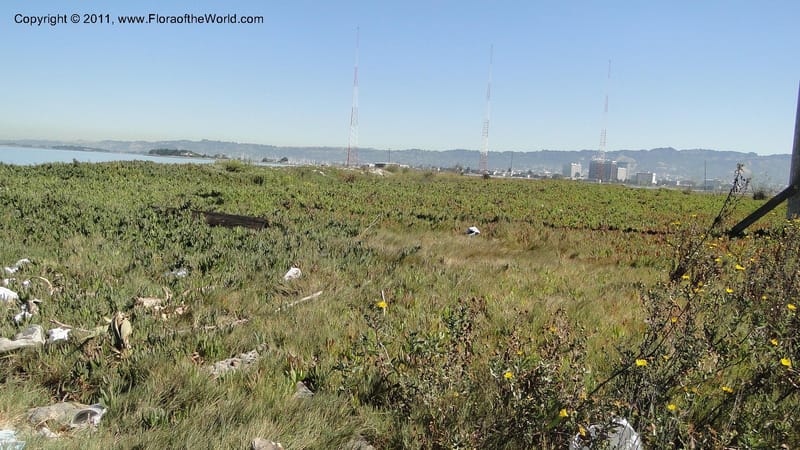CA. Alameda Co. Radio Beach, N of Bay Bridge toll plaza. 2 Sept 2010. 220 (54).jpg