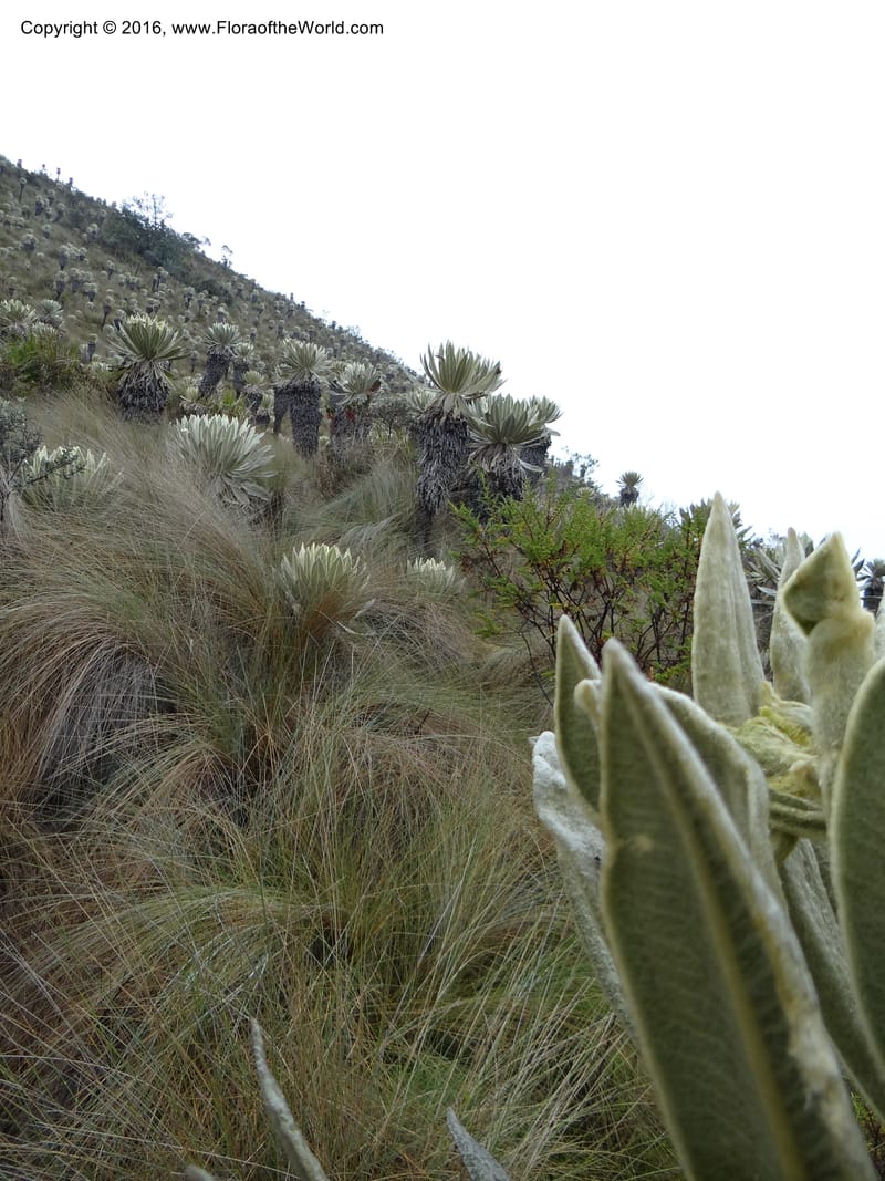 Ecuador. Carchi. Paramo El Angel. 5 Oct 22012. DSC06999 (3).JPG