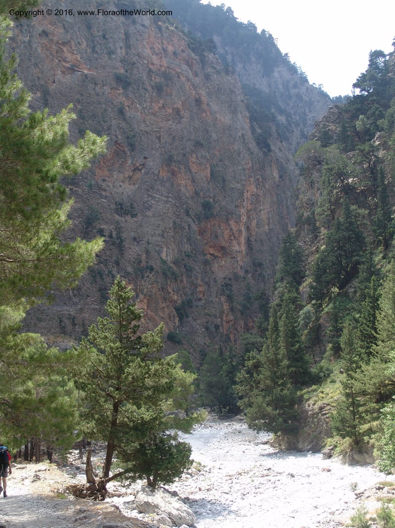 Crete. Samaria Gorge. 27 May 05. 205.jpg