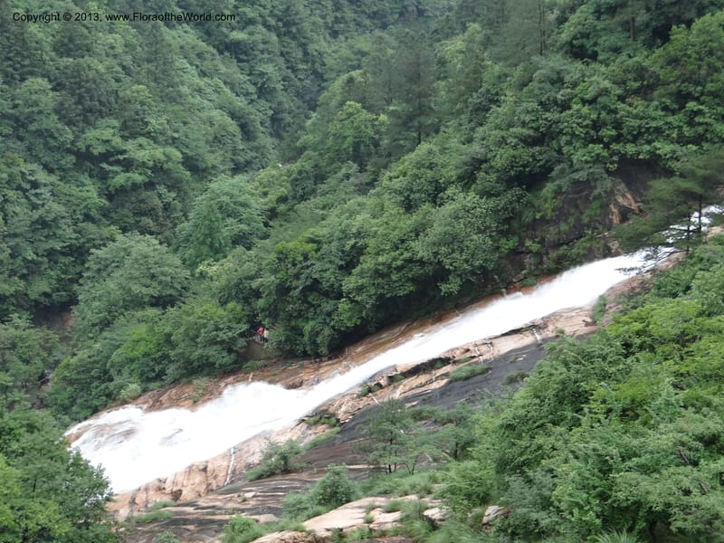 China. Anhui Prov. Huang Shan. 6 Jun 2012. DSC01929 (40).JPG