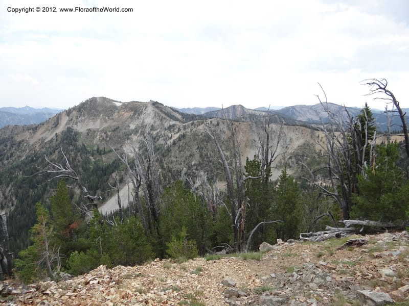 ID. Valley Co. Elk Summit. 7 Aug 2012. DSC04187 (73).JPG
