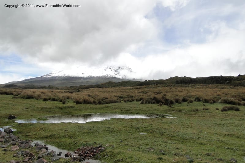 Ecuador. Napo. Volcan Antisana. 2 Jun 2011. 306 (15).jpg