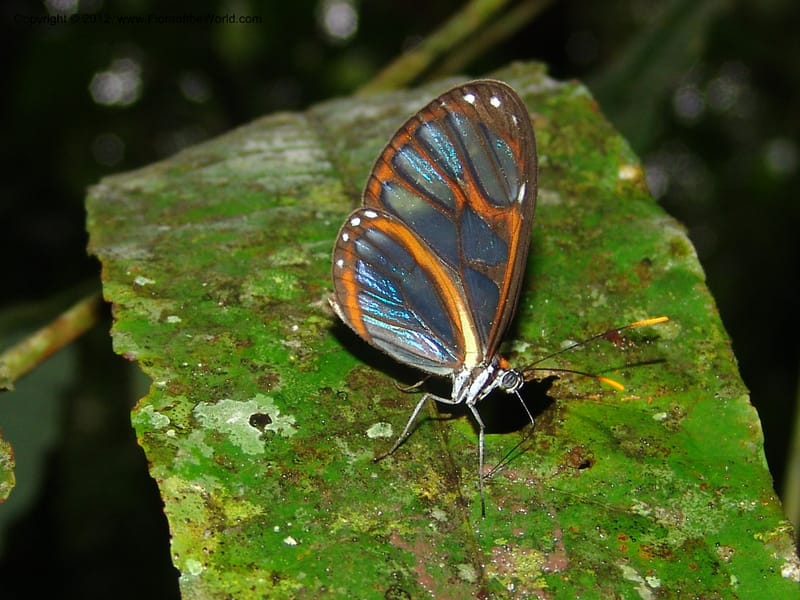 Ecuador. Prov. Pichincha. Res. Guaycuyacu. 10 Feb 05. 136.jpg