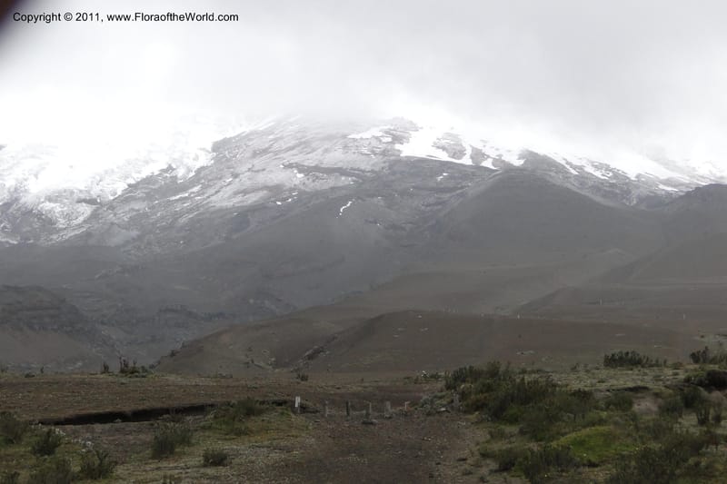 Ecuador. P. N. Cotopaxi. 3 Jun 2011. 123.jpg