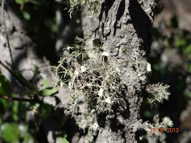 Lichen on Schinus--Chile, Puente Polcura, 17 Feb 2013 8295 (3).JPG