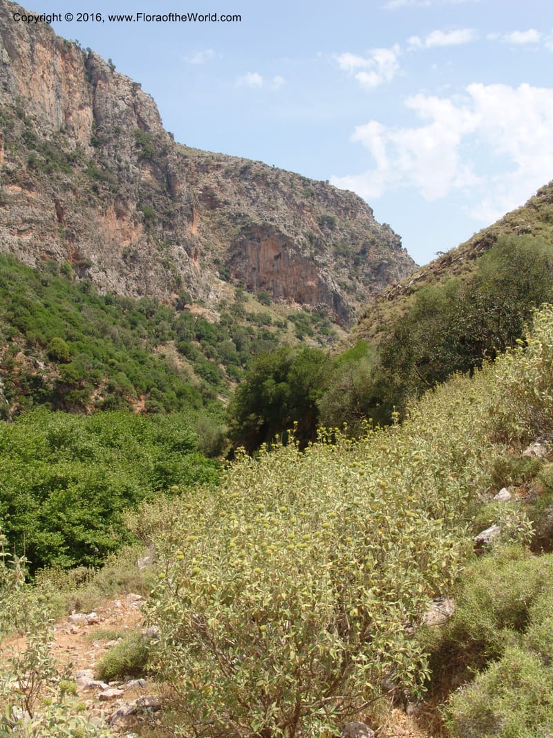 Crete. Ep. Kisamos. Sirikari Gorge. 25 May 05. 186.jpg