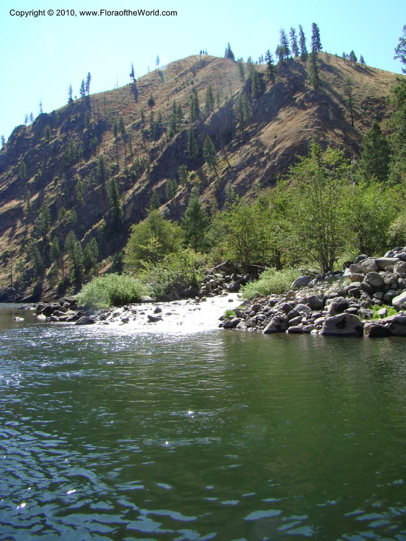 ID. Idaho Co. Main Salmon River. 26 Aug 08. 046.jpg