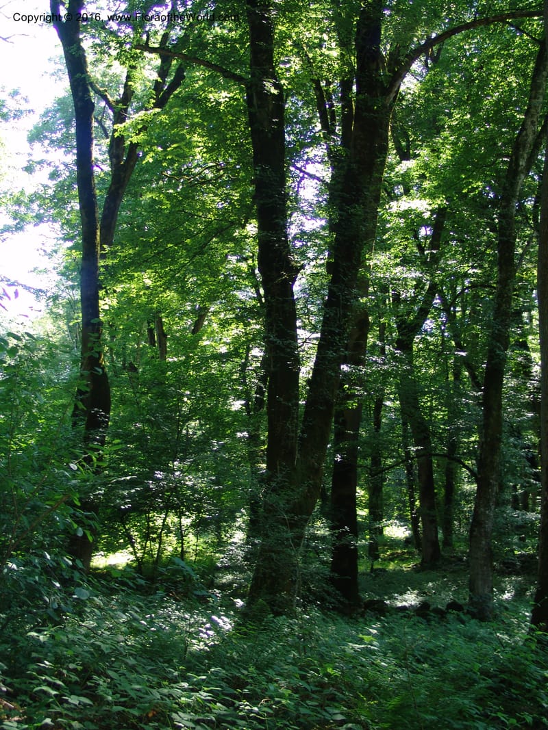 Georgia. Lagodekhi  Forest Reserve. 11 Jun 05. 242.jpg