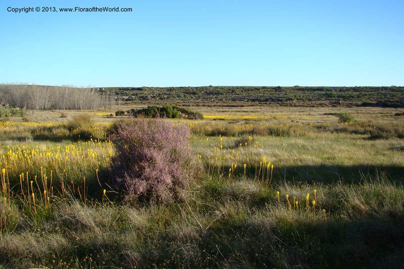 South Africa. Northern Cape. Papkuilsfontein. 26 Aug 09. 333.jpg